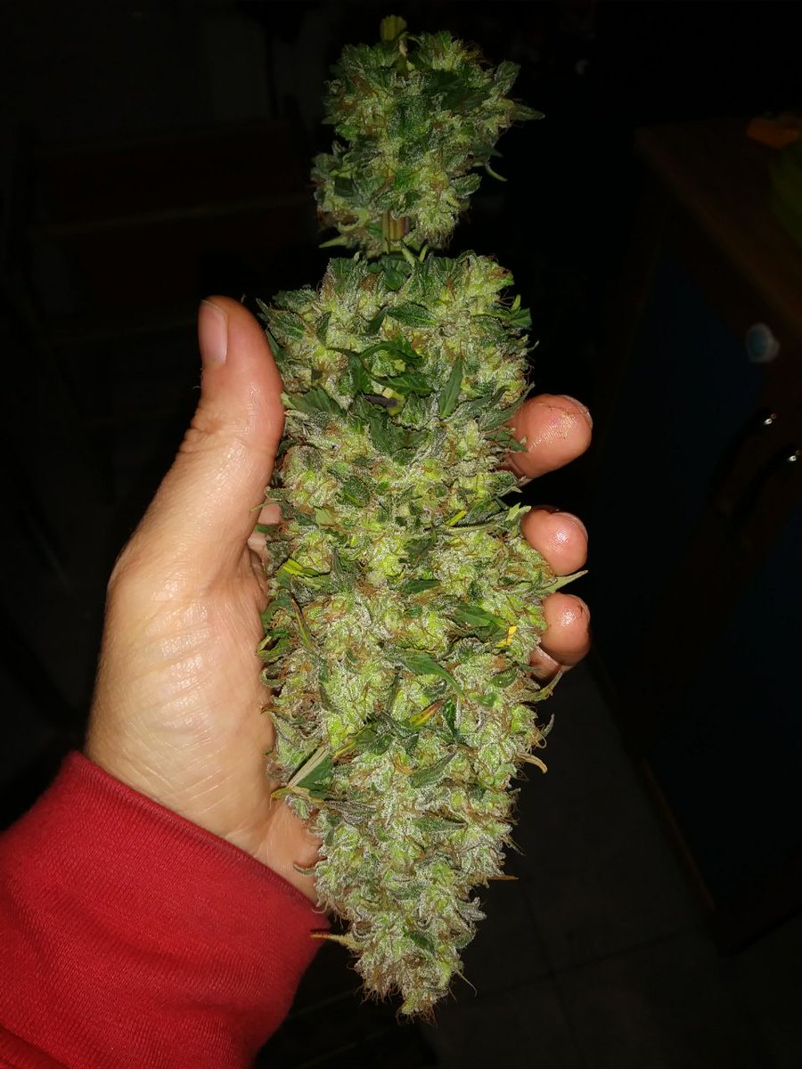 lourdescr3's tweet photo. Fármacos que entre otros daños te anulan como persona, que te convierten en un zombi y que te limitan a vivir entre la cama y el sillón, y nos llaman loc@s drogadict@s por usar cannabis para mitigar nuestro dolor..  ¿Quiénes estarán más loc@s? #RegulacionIntegralYa https://t.co/1elHQrzqDQ
