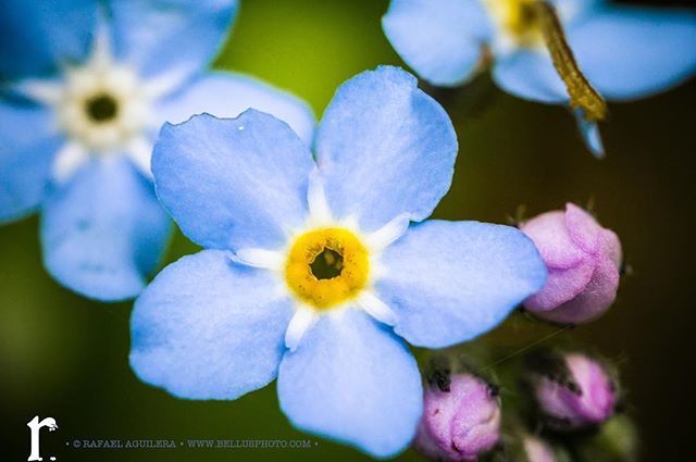 bellusphoto's tweet photo. As you wish #girrafael #BellusPhoto.com #flowers #photography #canon #justbringit #1dx #asyouwish #newjersey https://t.co/LLsVssKMts https://t.co/Ej9Iq3rnZC