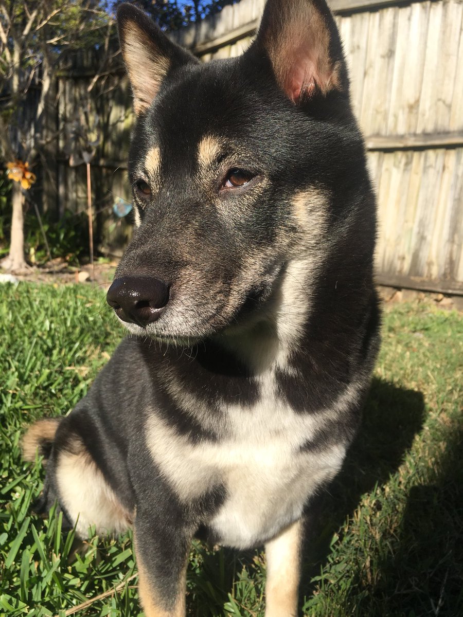 mosaicprincess's tweet photo. Growing up so fast!#shibas https://t.co/dVKR6wAAuL