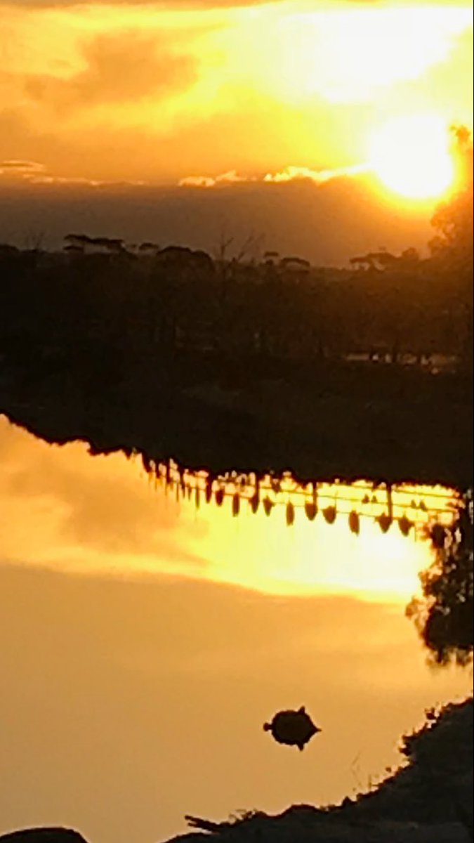 WaveRockTourism's tweet photo. Beautiful Lake Magic at Wave Rock Reflection of the Emu Fence built by our wonderful Veteran Group Golden waters on this warm summer night. https://t.co/kLSREnx7Fh. #waverockresort #waverockcaravanpark #hydenhotel 
#lovewherewelive #comejoinus https://t.co/l8PvZkG1js