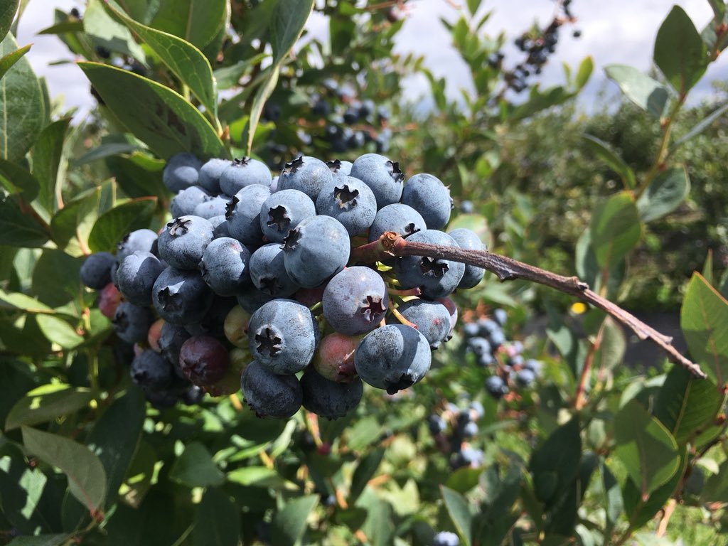 InveranCorp's tweet photo. Evaluando en terreno resultados de la temporada en cultivo de arandanos organicos en campo de @hortifrut #Bioprotec #Agriculture #biotech https://t.co/8hMBOjWrwd