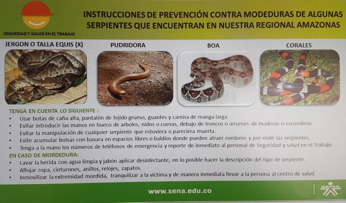 GRUPOSSTSENA's tweet photo. ¡FAMILIA SENA! Los invitamos a todos a conocer las instrucciones para la prevención de mordeduras de algunas serpientes en nuestra region amazonica, recuerda siempre que la seguridad y salud en el trabajo es compromiso de todos. ☝️ @SENAComunica @DirectorAmaSENA https://t.co/hHVnAIws8I