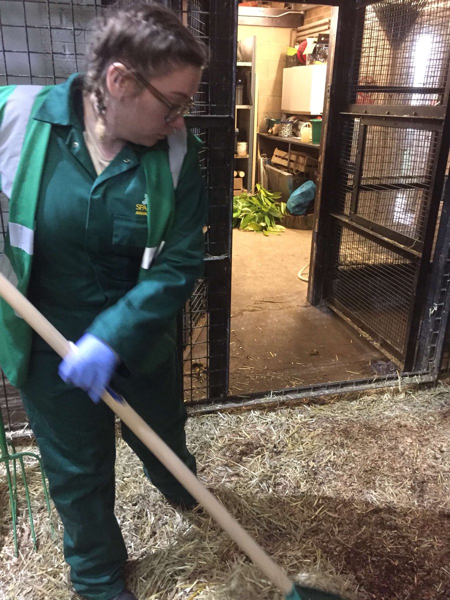 burt_imogen's tweet photo. Throw back to the trip looking at enclosure design @ZSLWhipsnadeZoo. Where I was able to clean out a chimpanzee enclosure, see training and being able to get up close and person with the rhino. Thanks to @Sparsholt_Coll was a great day with @TiaHigman @YewdallKay https://t.co/725U1NdHir