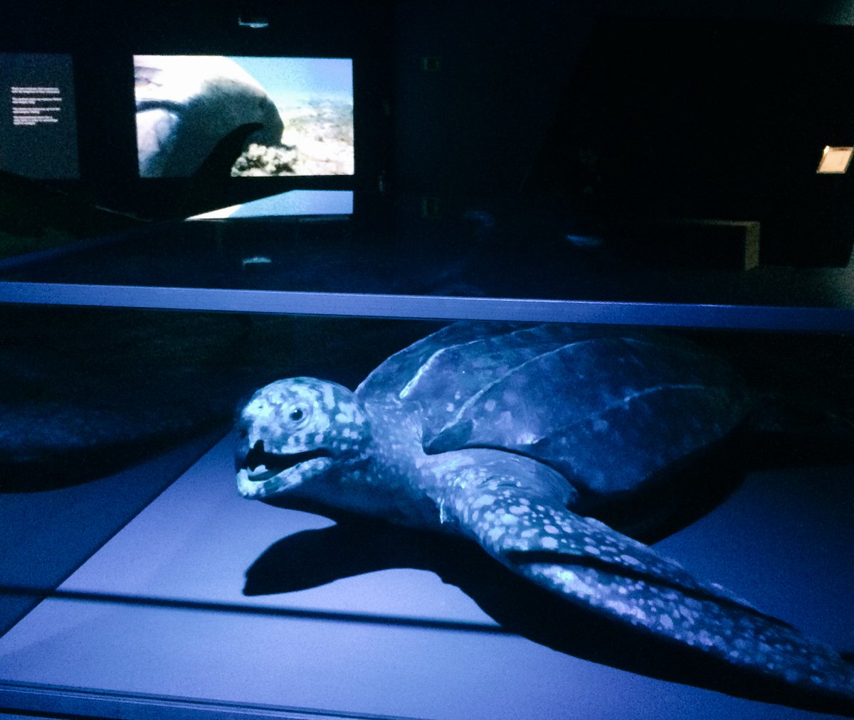 Floriane_Storer's tweet photo. Expo « Océans, l’ultime territoire sauvage» au @museuciencies de #Barcelona. Tiens, tiens comme un air de déjà vu ;) #PlaneteMer 🐋@NinadesJardins @mmrotelli 😉 https://t.co/2UivtVn0b5