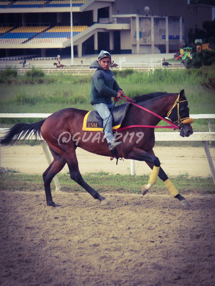 guardi19's tweet photo. #Hipismo GRAN LUNGA LUNGA!!! Se mantiene espectacular en la cancha!!! Listo para decidir este domingo con el inspirado L.D Ávila. #SeguimientoEnCancha https://t.co/yX7FuGl4SB
