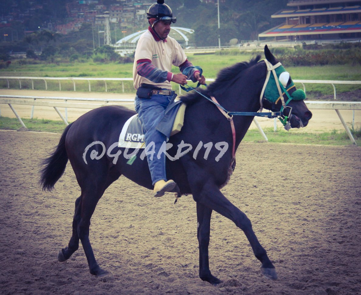guardi19's tweet photo. #Hipismo MAR NEGRO!!! Otro de @RamonRamong26 que luce en el aire, libre de tropiezos decide en prueba súper pareja. #SeguimientoEnCancha https://t.co/K0nzz7rKyL