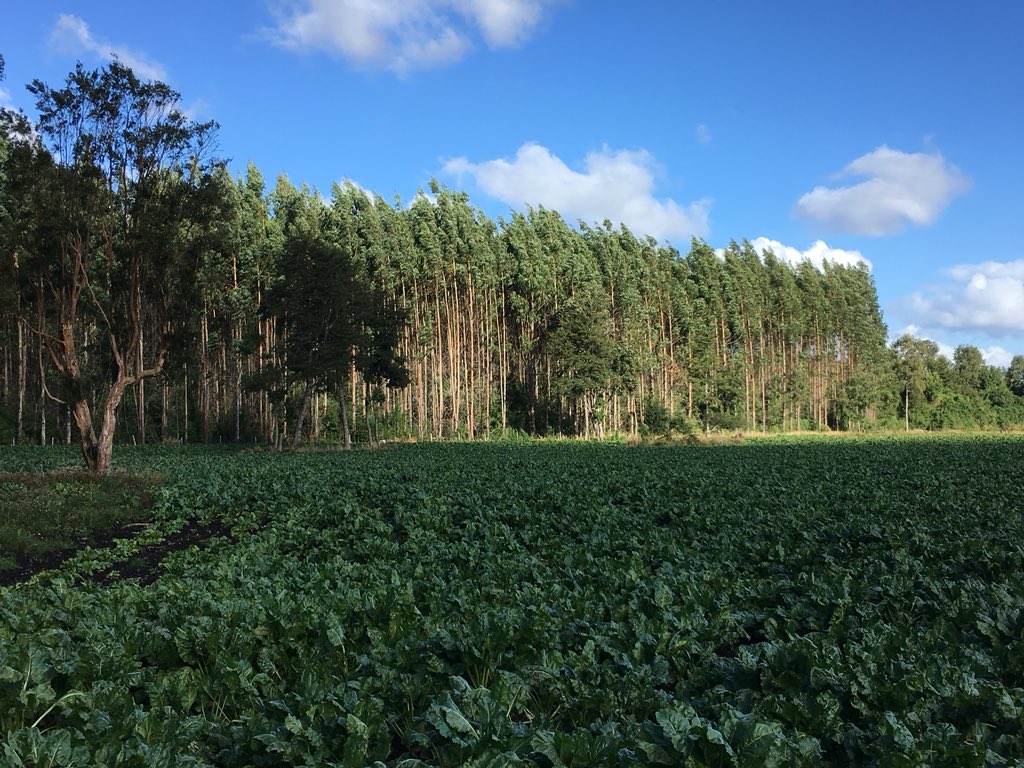 InveranCorp's tweet photo. Orgullosos de los resultados obtenidos con Manuka en  Puerto Octay #Bioprotec #Agriculture #biotech https://t.co/SvAy2OCmu4