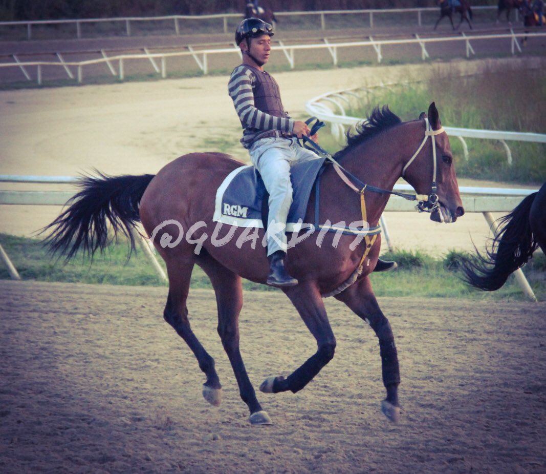 guardi19's tweet photo. #Hipismo VISIONARIA!!!  Se mantiene en el aire la hermana de La De Mercedes, en pleno ascenso la consentida de @RamonRamong26 #SeguimientoEnCancha Rumbo a mejores lotes en La Rinconada!!! https://t.co/7IYmST4W5c