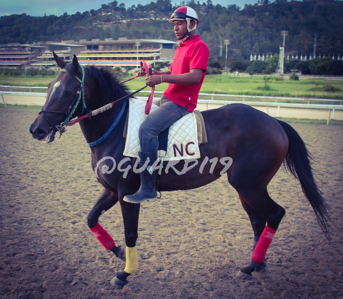 guardi19's tweet photo. #Hipismo BEAUTIFUL TWINS!!! Cada día mejor en cancha, la consentida de @Haraslossamanes buscará sorprender en su prueba de fuego. Éxito a sus conexiones. #SeguimientoEnCancha https://t.co/u3iyJoijPu