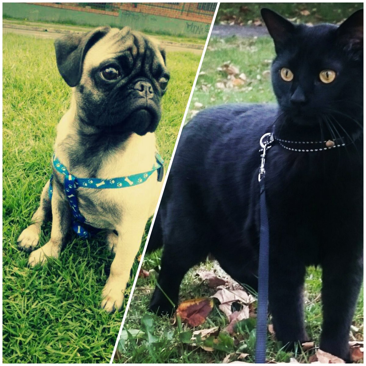 akmedinav's tweet photo. #ComoPerrosYGatos mis dos amores 😍 @soydavidrc @EseTonito @maxmilfort @doctormenditos @Vibra1049 https://t.co/6qpS8PceVh