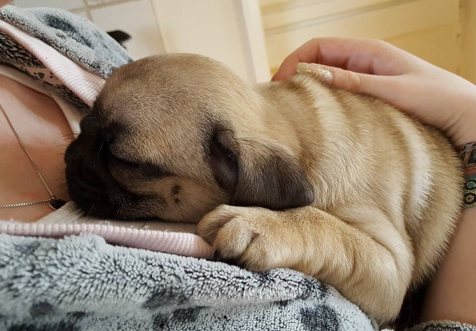 Bexplosion_'s tweet photo. Everyone look at this dog I SWEAR TO GOD #dog #pug #Ahhhh https://t.co/n8GL4igl5m