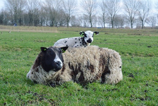 Wij zijn blij, de eerste lammetjes weer in de wei! #voorjaar #lammetjes #boerderij