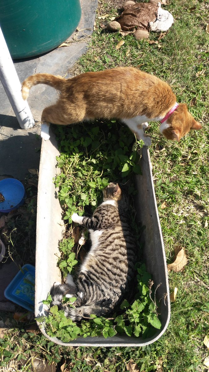 cazker1's tweet image. 😹😹 Stormi is a cheeky boy who steals too much Catnip. Is also a rescued feral who was touched by a human for the first time at 4 months. #FeralsCanBeTamed #LoveChanges