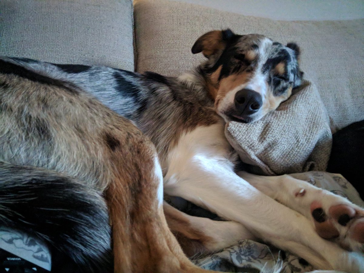 DexterDoggy's tweet photo. Exhausting work being this cute 😂
#collie #dogsoftwitter #sleep https://t.co/0bUn0cgIcC
