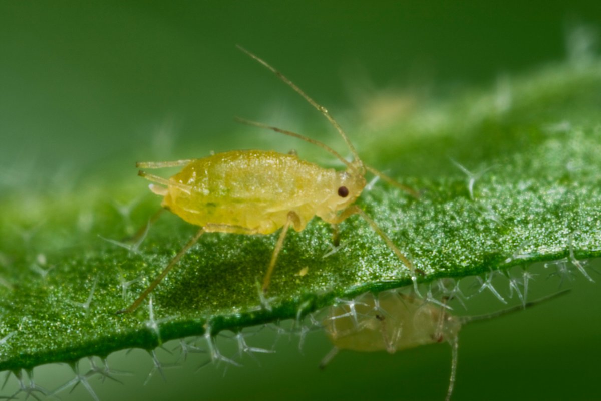 NancyRechcigl's tweet photo. Spring is in the air and so are aphids! Spray with #Endeavor insecticide at 5oz/100 gal to control aphids without harming beneficials. #SyngentaOrnamentals #14dayprotection https://t.co/61EIBR8Ds0 https://t.co/yJ6YOo1hQL