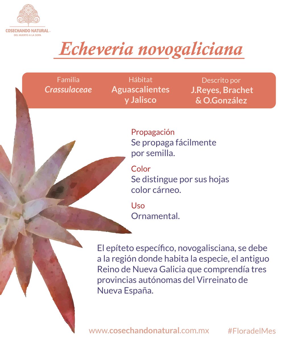 CosechandoNat's tweet photo. Conoce más del proyecto en 👉https://t.co/y0hbb2Xguc👈
#Crasuláceas #Suculentas #Floradelmes https://t.co/lx9DHmZ5Fh