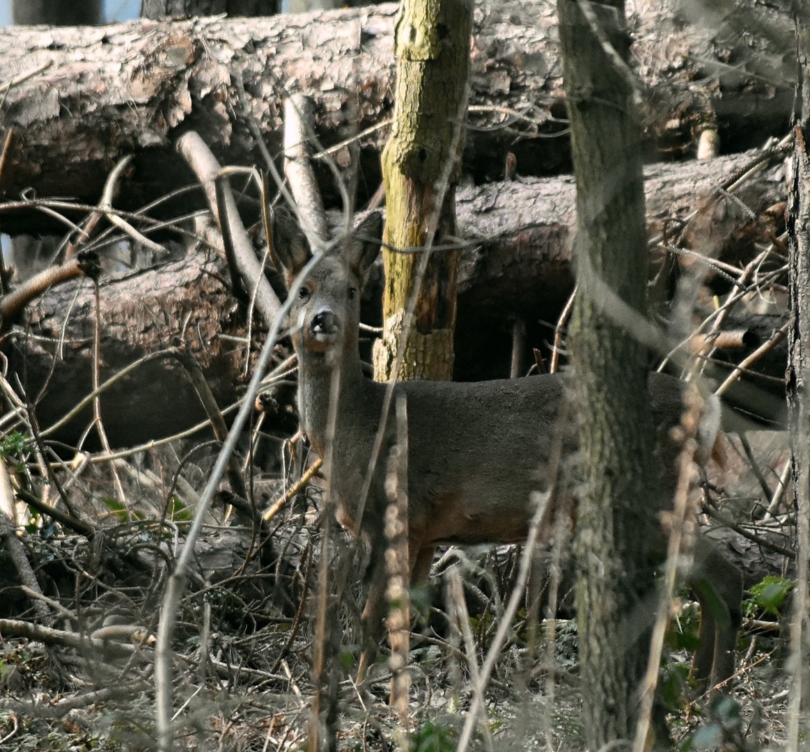 Well camouflaged but seen and snapped today while on the vermin rounds. 🧐

#roe #doe #deer #naturalcamouflage