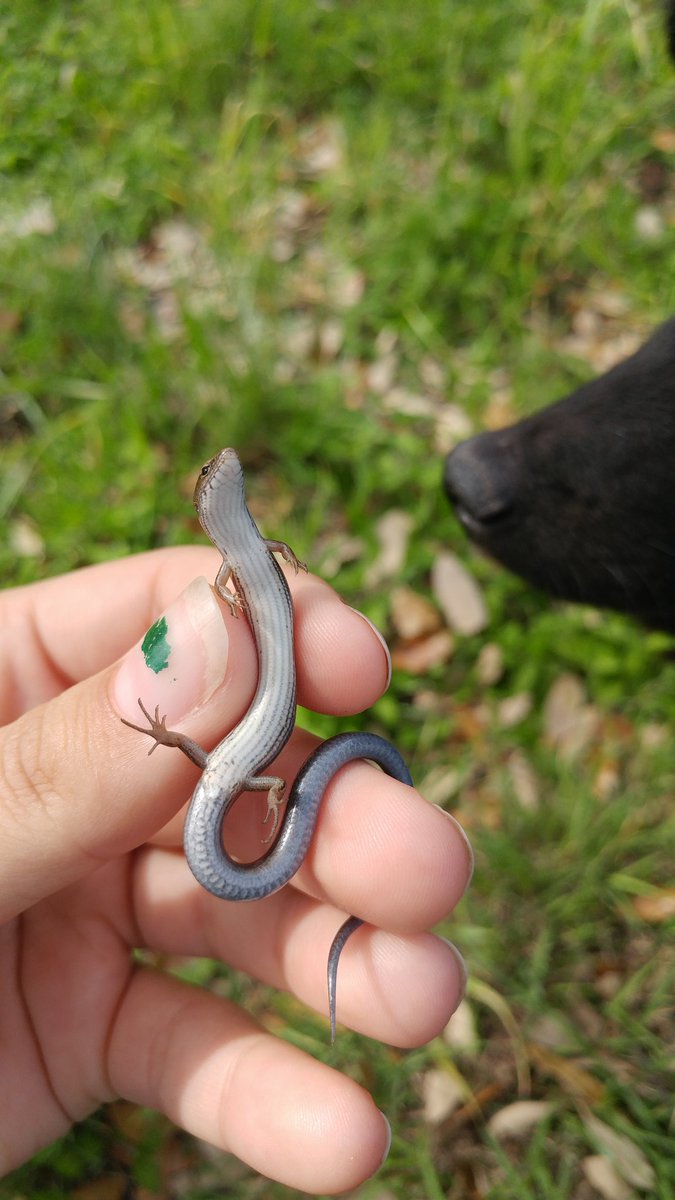 ecoterrorist420's tweet photo. Little Brown Skink (Scincella lateralis) #TexasHerps #skink https://t.co/PnqZXmTbI4