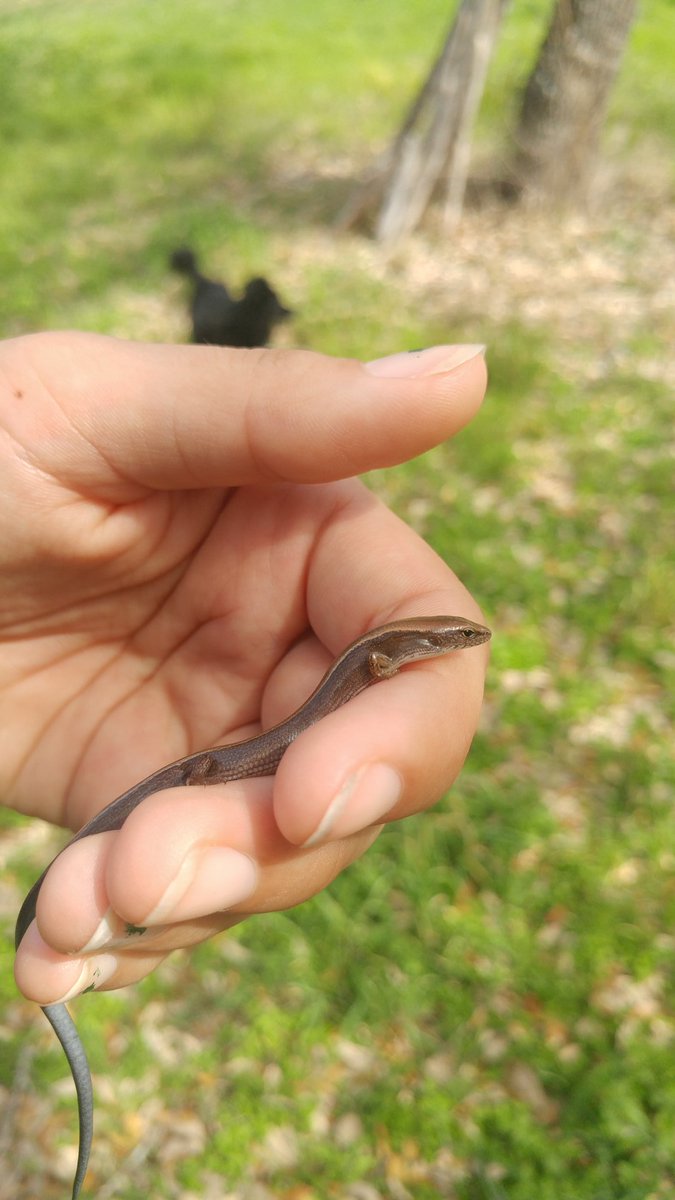 ecoterrorist420's tweet photo. Little Brown Skink (Scincella lateralis) #TexasHerps #skink https://t.co/PnqZXmTbI4