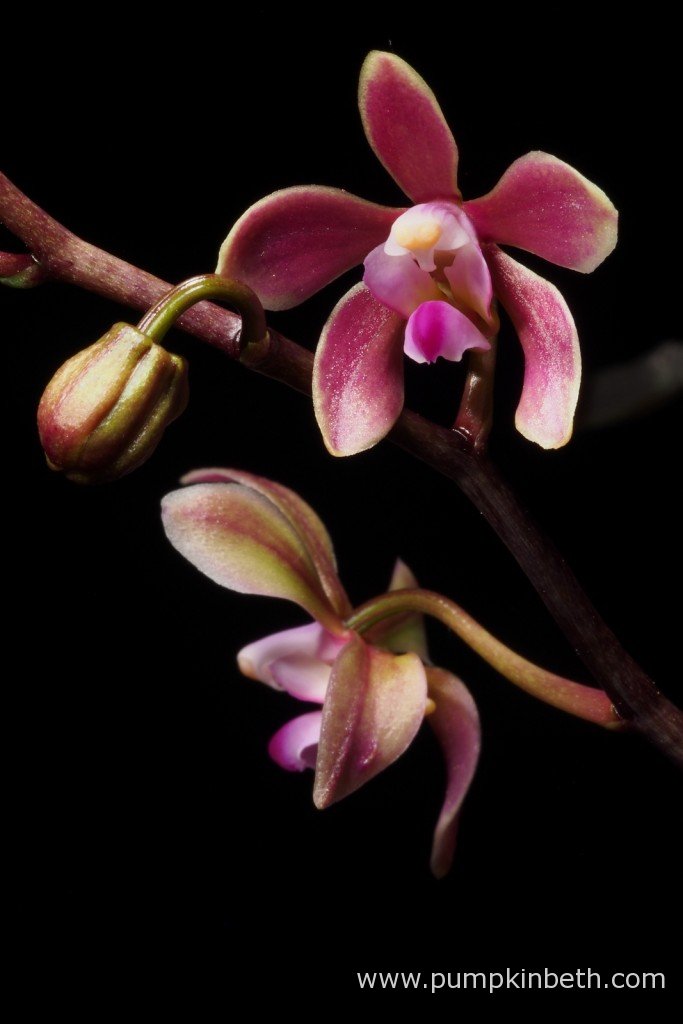 Beth Otway (Pumpkin Beth) 🌱 tweet media