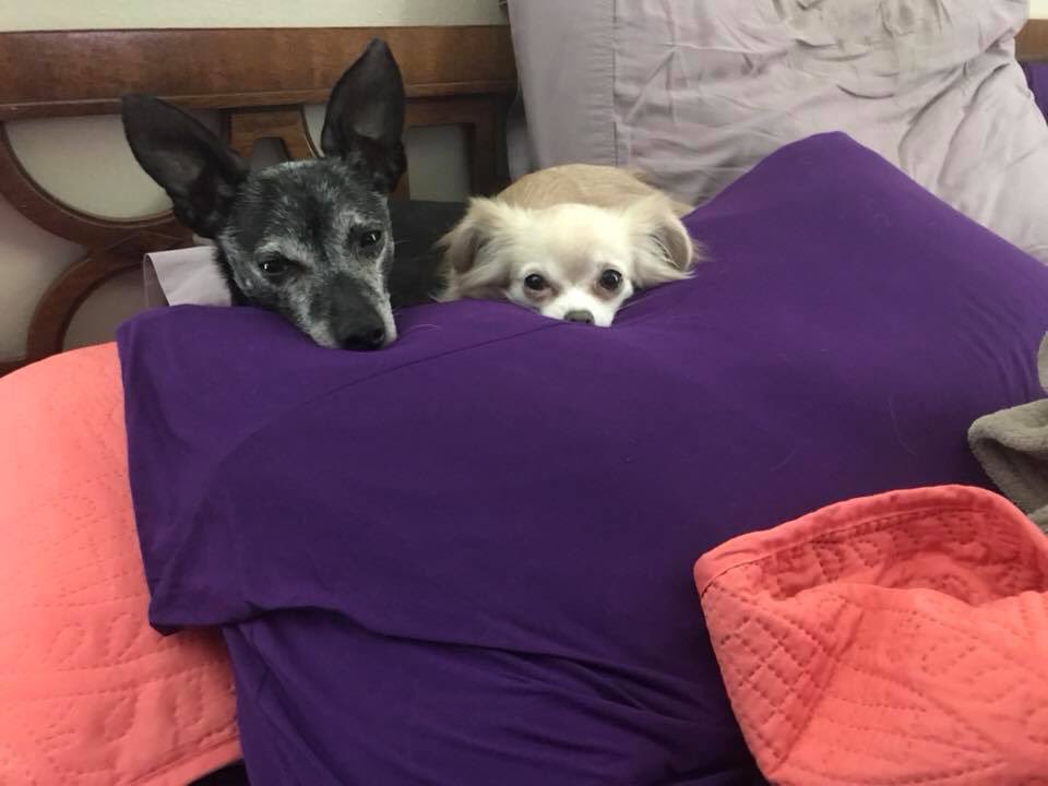 DaCrittaz's tweet photo. This guy. He’s now 12. And still as crotchety as he was from year 1! Happy #Birthday T-Bone! Enjoy the bed as long as you want today (I’ll leave the heated blanket on for you) ❤️ and Violet will continue to annoy you with kisses 😘
#Chiweenie #chiweeniesoftwitter #chiworld https://t.co/lBICrqtqsB