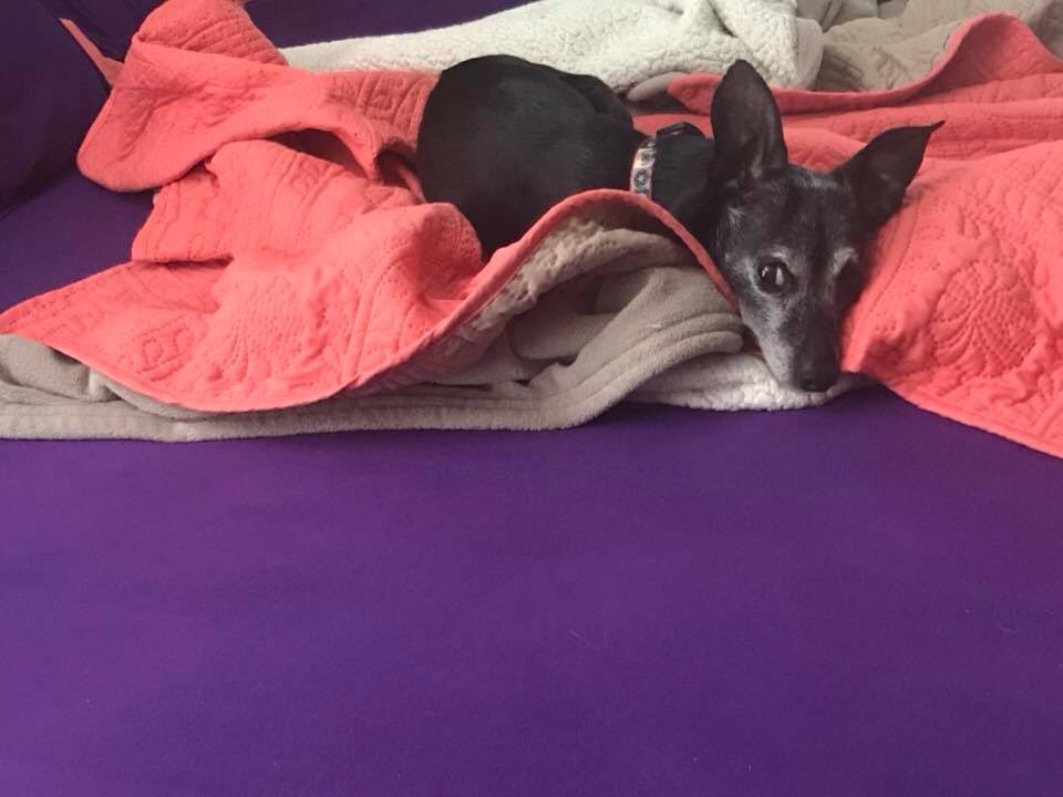DaCrittaz's tweet photo. This guy. He’s now 12. And still as crotchety as he was from year 1! Happy #Birthday T-Bone! Enjoy the bed as long as you want today (I’ll leave the heated blanket on for you) ❤️ and Violet will continue to annoy you with kisses 😘
#Chiweenie #chiweeniesoftwitter #chiworld https://t.co/lBICrqtqsB