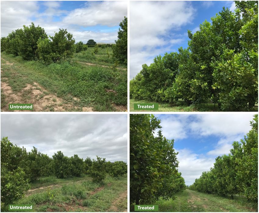 ExploGrow's tweet image. Citrus trees: grown with no chemical poisons/fertilisers. Organic farmer improves tree survival rate to almost 100% (up from 50%).