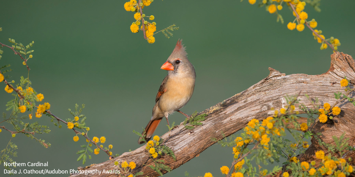 audubonsociety's tweet photo. Female Northern Cardinals may not be as bright as their male counterparts, but they're still just as beautiful. 
What's your favorite female bird? 
#femalebirdweek https://t.co/odRT1JwAha