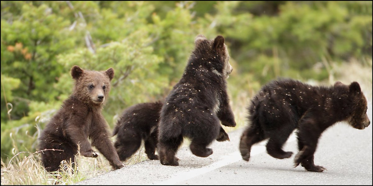 westernlaw's tweet photo. GRIZZLY BEAR UPDATE: We beat back a @USFWS push to put our case on pause while it attempts to fix a rule it knows is broken. Our case will proceed. Hearing in August.

https://t.co/n8NWYqiGcU https://t.co/oijybpH0LL