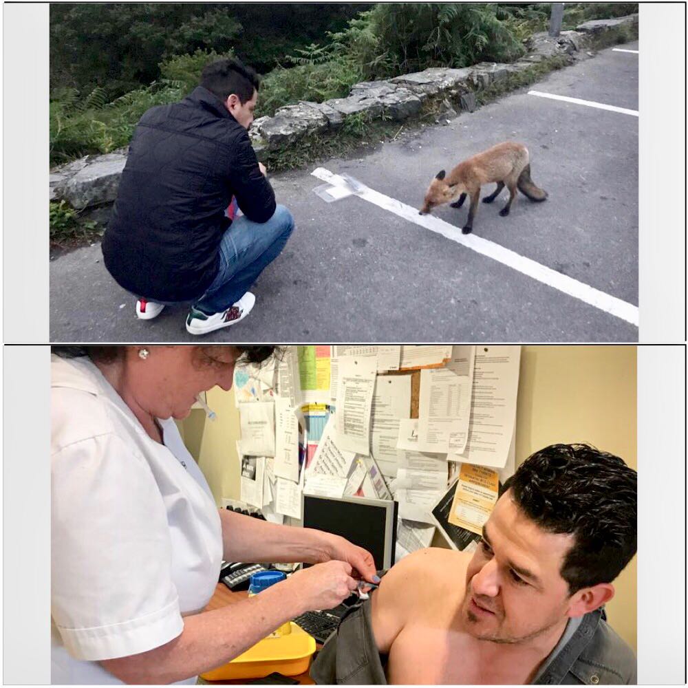 A veces los encuentros son muy cercanos. Este zorro rojo me arrebató un pedazo de jamón de la mano. Antirrabica por si acaso. Que pena para mis hijos si me moría de rabia por andar dándole jamón serrano en la boca a un zorro.