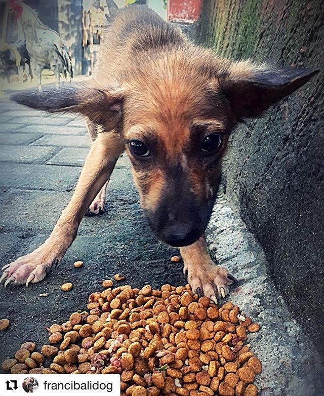 ILoveBaliDogs1's tweet photo. Day two of friendship building ❤️ #Repost @francibalidog ・・・
Friendship on progress #day2
@ilovebalidogs #savebalidogs #bali #puppy #rescue #ontheroad #straylove #adoptdontshop #love #care #compassion #doglover #lovedogs #mealtime #streetlife #r… https://t.co/A62knemmol https://t.co/012Sm0neYi