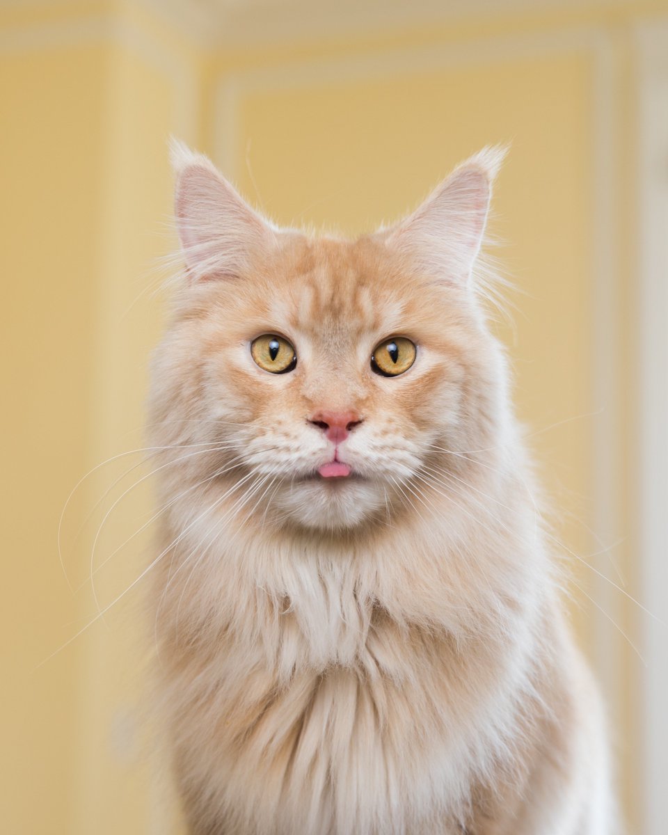 shantiprojectsf's tweet photo. Tickets for #Petchitecture 2018 are on sale?! We're all ears!

Join us as we celebrate the human-animal bond coming up May 9th at the @FairmontSF. Special thanks to cat idol Sammy Janin for helping us to spread the word!

Tickets &amp; more: https://t.co/UnzDUtWb0M https://t.co/2o5MrP1I1m