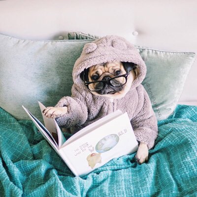 Ballet_Biff's tweet photo. Getting an early night ready for a morning show tomorrow 🎭#dogsdontdoballet #needmybeautysleep https://t.co/QU30t9Jy39