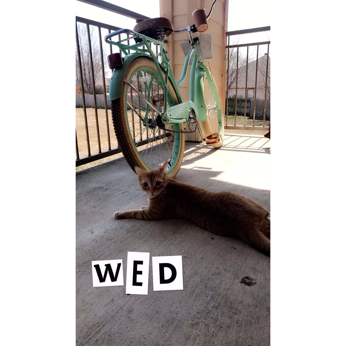 RamseyMacy's tweet photo. thriving on this beautiful wednesday🌞🌻 https://t.co/xQgSH06dID