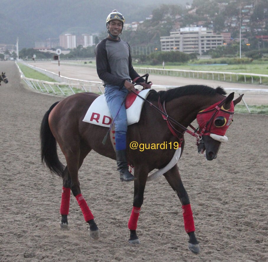 guardi19's tweet photo. #Hipismo El ejemplar GRAN WILL reaparece esta semana en Clásico José María Vargas (La Rinconada), luego de representarnos en el mes de diciembre en Serie Hípica del Caribe 2017. Éxito a sus conexiones @rickydangelo13 https://t.co/Affw89lBXn