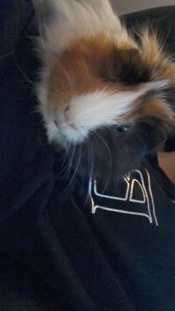 FlyersGirlNath's tweet photo. #Guineapig #Guineapigs https://t.co/gioMnaITrt