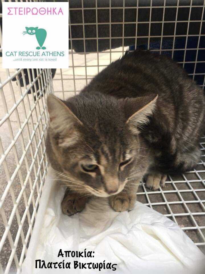 CatRescueAthens's tweet photo. Αν θέλεις να γίνεις υποστηρικτής στειρώσεων, στείλε μνμ στη σελίδα.Έστω κ μία στείρωση να δωρίσεις κάνει την διαφορά.
https://t.co/4Q6iTjyogl… #spray #help #volunteer #fundraising #donate #CatRescueAthens #helpastray #catsofathens #help #strays #saveastray #savealife https://t.co/stHr16FfBc