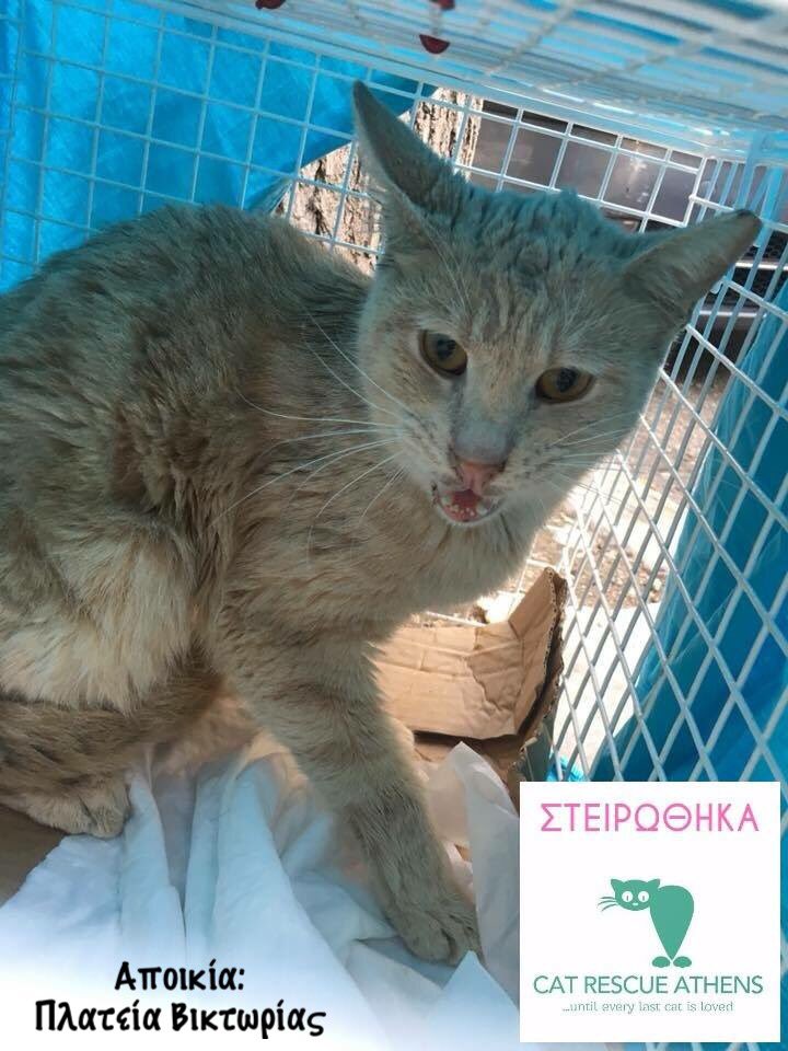 CatRescueAthens's tweet photo. Αν θέλεις να γίνεις υποστηρικτής στειρώσεων, στείλε μνμ στη σελίδα.Έστω κ μία στείρωση να δωρίσεις κάνει την διαφορά.
https://t.co/4Q6iTjyogl… #spray #help #volunteer #fundraising #donate #CatRescueAthens #helpastray #catsofathens #help #strays #saveastray #savealife https://t.co/stHr16FfBc