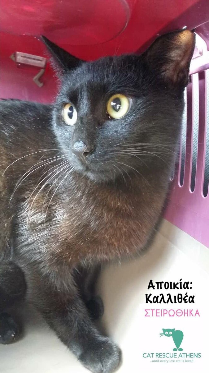 CatRescueAthens's tweet photo. Αν θέλεις να γίνεις υποστηρικτής στειρώσεων, στείλε μνμ στη σελίδα.Έστω κ μία στείρωση να δωρίσεις κάνει την διαφορά.
https://t.co/4Q6iTjyogl… #spray #help #volunteer #fundraising #donate #CatRescueAthens #helpastray #catsofathens #help #strays #saveastray #savealife https://t.co/stHr16FfBc