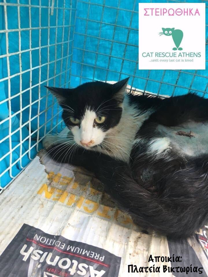 CatRescueAthens's tweet photo. Αν θέλεις να γίνεις υποστηρικτής στειρώσεων, στείλε μνμ στη σελίδα.Έστω κ μία στείρωση να δωρίσεις κάνει την διαφορά.
https://t.co/4Q6iTjyogl… #spray #help #volunteer #fundraising #donate #CatRescueAthens #helpastray #catsofathens #help #strays #saveastray #savealife https://t.co/stHr16FfBc