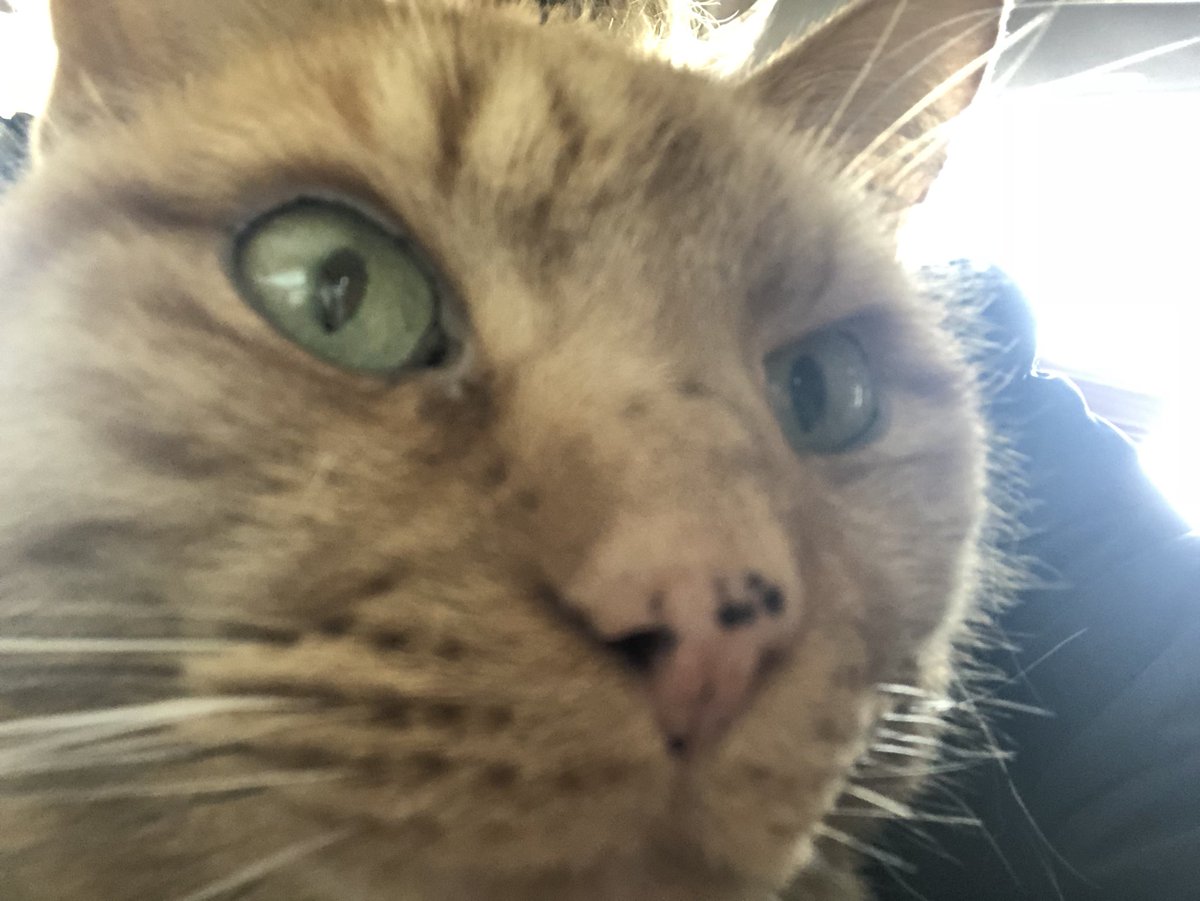 Cheeto_The_Cat's tweet photo. My face as I’m listening to people saying young adults aren’t smart enough to know what they are doing with today’s walkout. Our young peeps aren’t stupid America! #deepthoughts #CatsOfTwitter #DeepCatThoughts #WalkoutWednesday https://t.co/o0sJhEOHbe