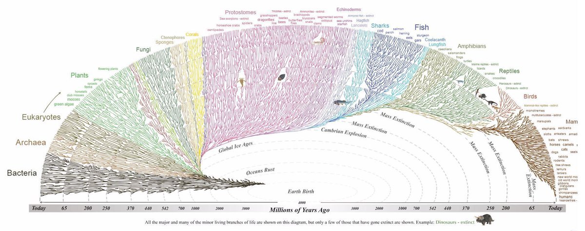 simongerman600's tweet photo. The to re-share this awesome #evolution tool showing when humans separated from other species: 1bn years fungi, 6m years chimpanzees. Source: https://t.co/ryyMB8qZl5 #nature #biology #science https://t.co/R9rh7smE9h
