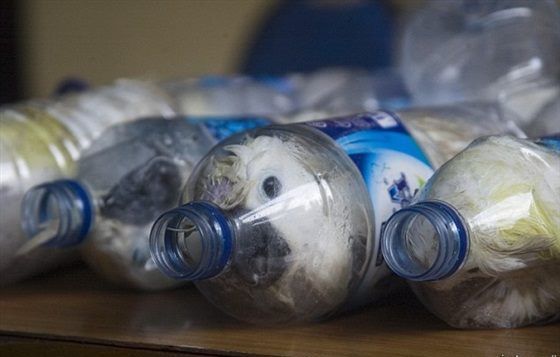 PalLeague's tweet photo. This is a part of goldfinch smuggling from Jordan to Palestine! https://t.co/yT25afZq2f