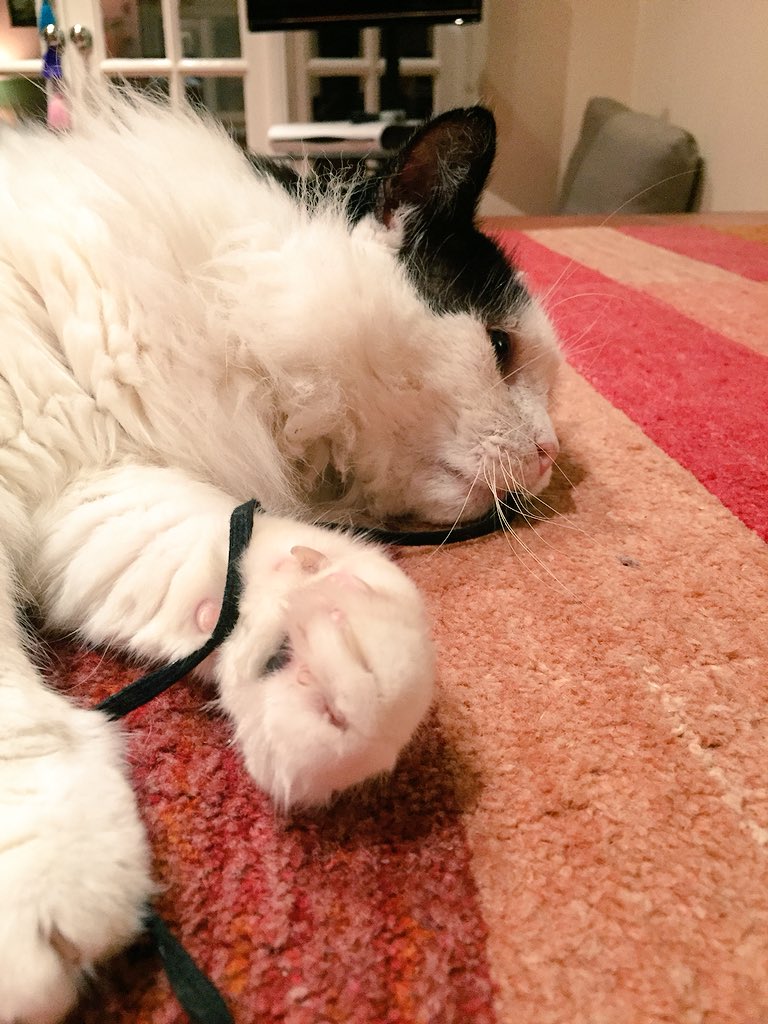 LovelyLarryCat's tweet photo. My humans gave me this wonderful shoelace! I’ve been attacking it for ages!! 😸😸#LarryFanClub #Cute #FIV #WhiskersWednesday #RT #Cats https://t.co/2wp4VICstR
