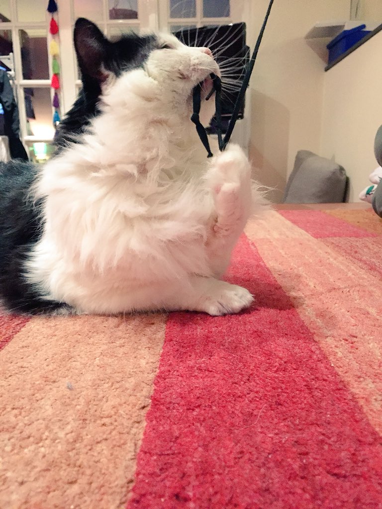 LovelyLarryCat's tweet photo. My humans gave me this wonderful shoelace! I’ve been attacking it for ages!! 😸😸#LarryFanClub #Cute #FIV #WhiskersWednesday #RT #Cats https://t.co/2wp4VICstR