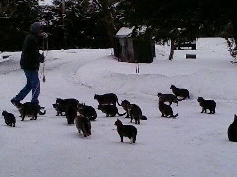 More local farmers dealing with cat crisis  ottawamatters.com/local-news/mor… https://t.co/RJJ0p3uC7e