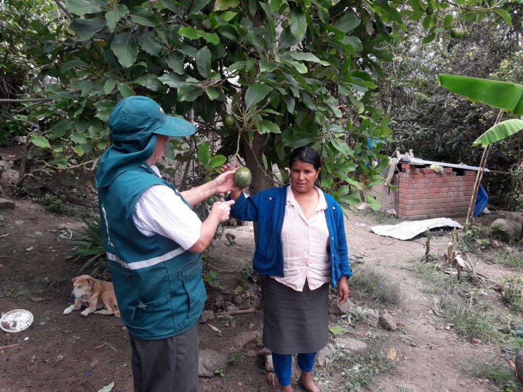 Senasa_Peru's tweet photo. #Piura: Senasa instruye a pequeños productores sobre el manejo integrado de plagas en palto► https://t.co/VNEj2Yl0In https://t.co/h74Jotyhcm