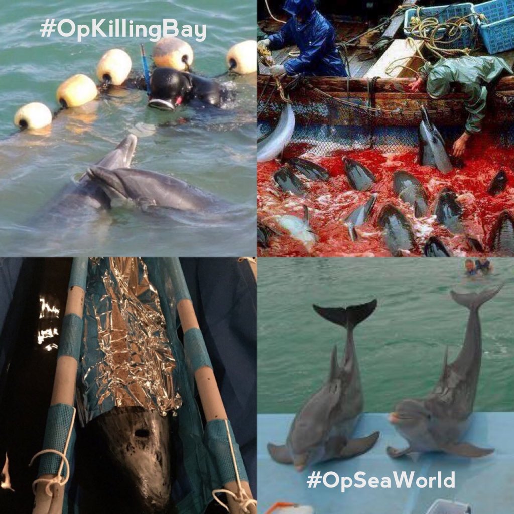 AniroC_2's tweet photo. @ProphecySec @h0t_p0ppy #offline Thank you! 🐬💕#Anonymous #ProphecySec
They made a big mistake enslaving dolphins
#OpSeaWorld #OpKillingBay https://t.co/lwcEZMlnhc