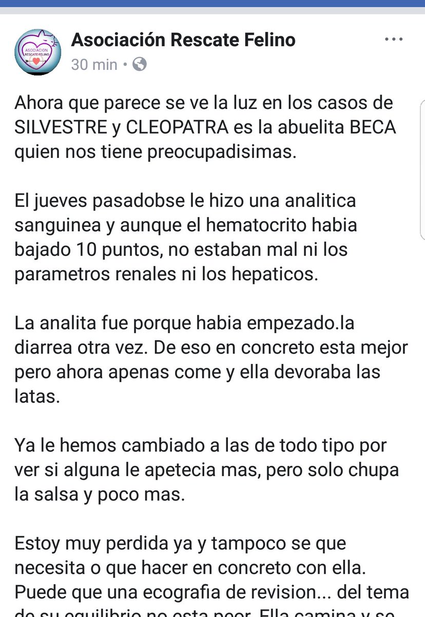 DesventurasCleo's tweet photo. ANIMALISTA @arescatefelino sigue necesitando MUCHA MUCHA AYUDA como en caso de #Beca y #Amaya. Necesitan tb latas especiales de @RoyalCanin_Es  o #Hills no pueden más, se les están muriendo los peludos x no tener recursos XFVR RT a ver si llega su ángel @pilareyre @perezreverte https://t.co/UHoVA6Zuhe