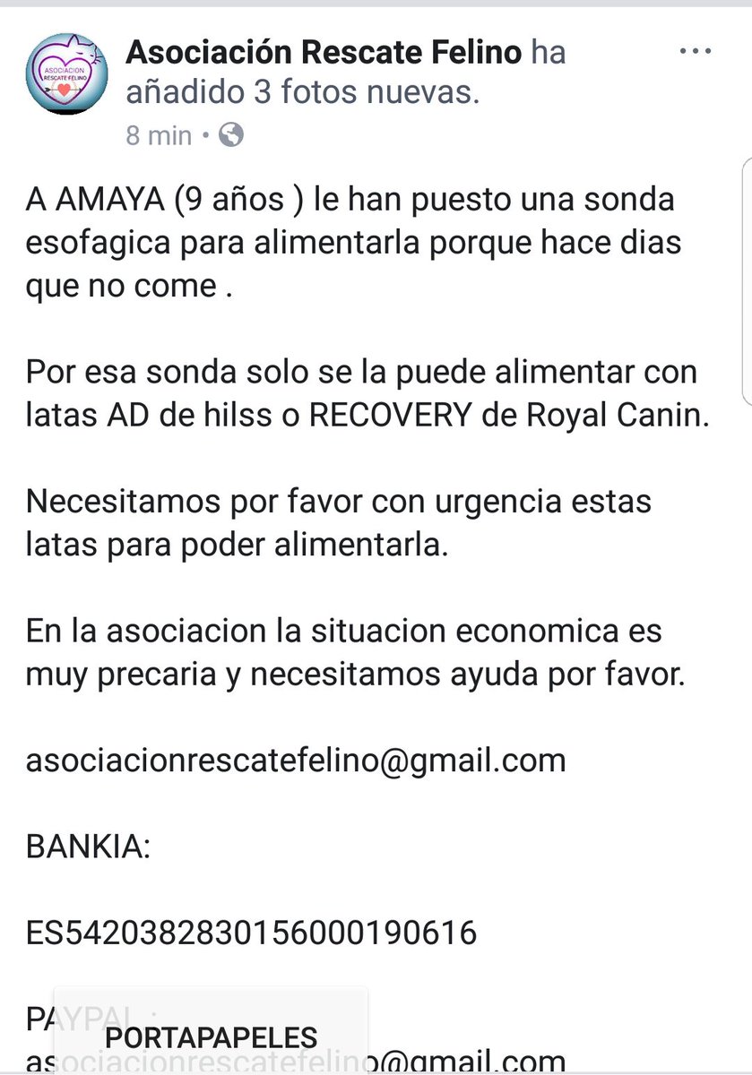 DesventurasCleo's tweet photo. ANIMALISTA @arescatefelino sigue necesitando MUCHA MUCHA AYUDA como en caso de #Beca y #Amaya. Necesitan tb latas especiales de @RoyalCanin_Es  o #Hills no pueden más, se les están muriendo los peludos x no tener recursos XFVR RT a ver si llega su ángel @pilareyre @perezreverte https://t.co/UHoVA6Zuhe